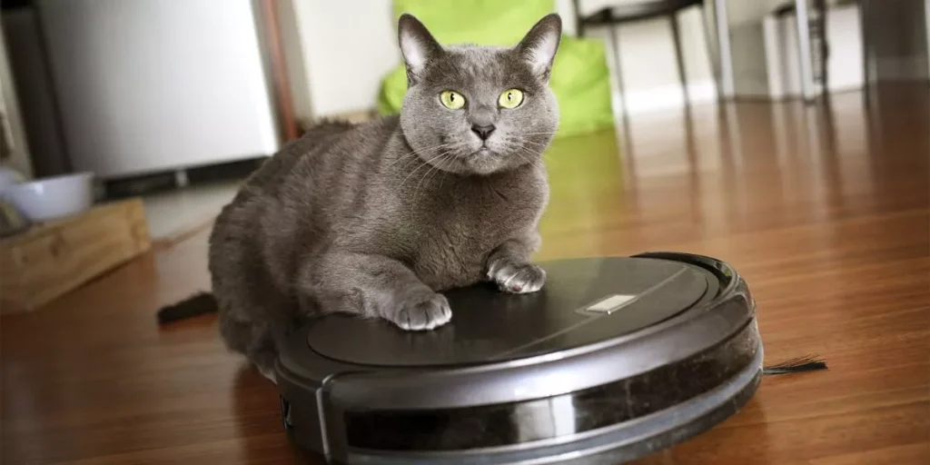 Why Every Pet Owner Should Consider Smart Pet Gadgets for Their Pet Why Every Pet Owner Should Consider Smart Pet Gadgets for Their Pet