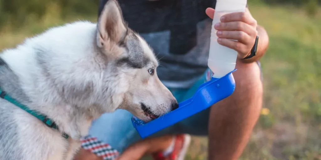 What Are the Best Pet Water Bottles for Outdoor Adventures? What Are the Best Pet Water Bottles for Outdoor Adventures?