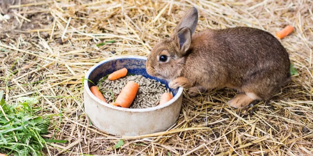 What Should You Consider When Choosing Small Animal Food? What Should You Consider When Choosing Small Animal Food?