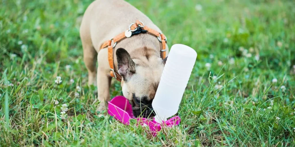 How Do You Keep Your Dog Safe During Outdoor Adventures? How Do You Keep Your Dog Safe During Outdoor Adventures?