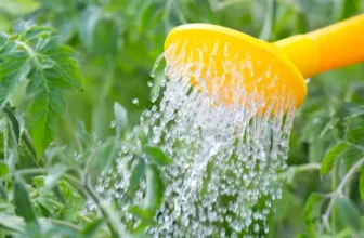 What Are the Best Ways to Water Plants While on Vacation?