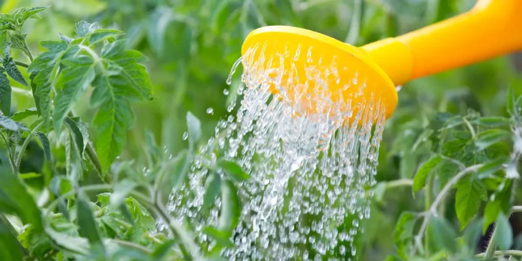 What Are the Best Ways to Water Plants While on Vacation? What Are the Best Ways to Water Plants While on Vacation?