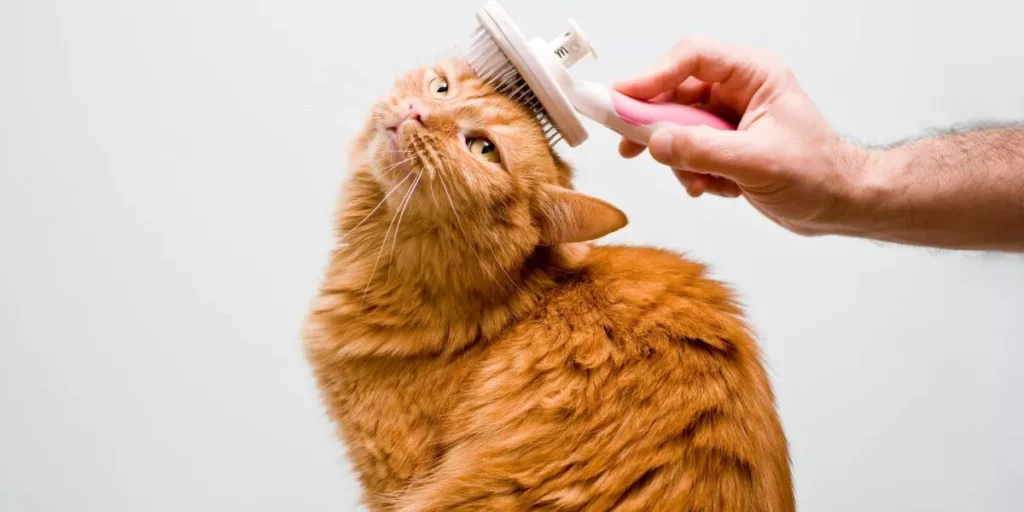 Grooming Essentials for Cats: Tools and Techniques Grooming Essentials for Cats: Tools and Techniques